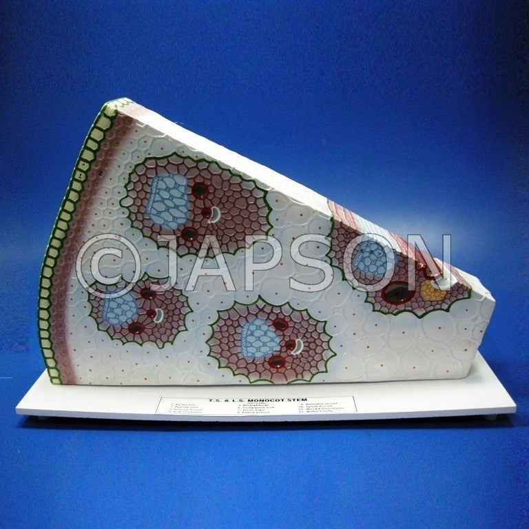 Model, T. S. Monocot Stem Model, T. S. Monocot Stem